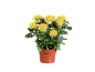 Potted rose plant with vibrant yellow roses and green leaves against a black background.