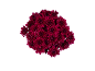 Bouquet of dark red chrysanthemum flowers on a black background.