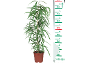 Indoor plant with long green leaves in a brown pot, with a measuring ruler beside it indicating 85 cm in height.