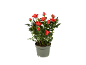 Potted rose plant with vibrant red flowers and buds, against a black background.
