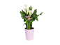 White calla lily plant in a pink pot with decorative butterflies