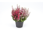 Potted heather with pink and fuchsia flowers.