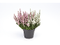 Heather plant in a black pot with pink and white flowers