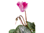 Pink cyclamen with green leaves and buds against a black background.