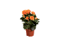 Orange begonia plant in brown pot.