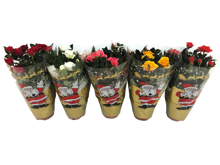 Five potted mini roses in red, white, pink, and yellow, wrapped in festive Santa Claus and reindeer packaging.