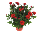 Red roses in a pot