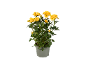 Yellow rose bush in a grey pot on a black background.