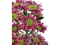 Fuchsia and white chrysanthemums with green centers against a black background.
