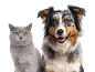 A grey cat and a smiling Australian shepherd dog on a black background.