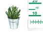 Succulent plant in a metal bucket with a measuring ruler next to it.