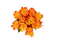 Bouquet of orange roses with red edges on a black background.
