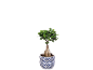 Bonsai in white and blue ceramic pot