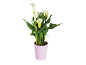 White calla plant in a lilac pot