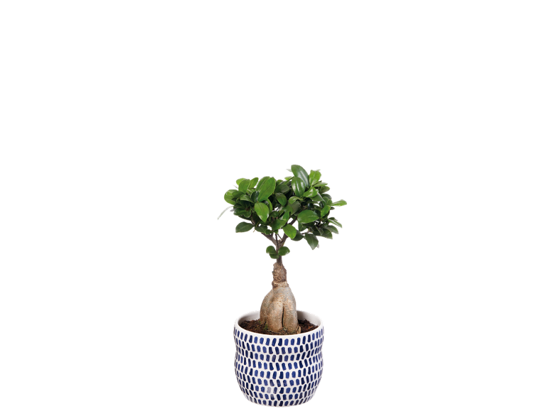 Bonsai in white and blue ceramic pot