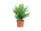 Asparagus plant in terracotta pot.