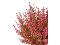 Heather shrub with bright pink small flowers on a black background.