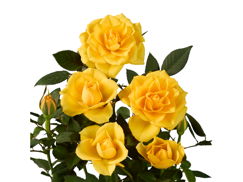 Vibrant yellow roses with green leaves on a black background.