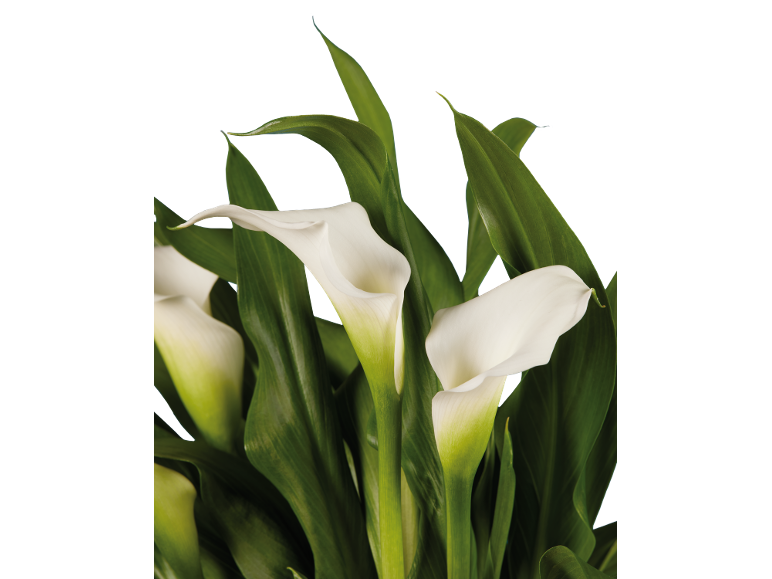 White calla lilies with green leaves against a black background.
