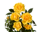 Vibrant yellow roses with green leaves on a black background.