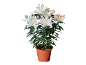 White lilies in a terracotta pot against a black background.