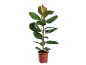 Rubber plant in a brown plastic pot with green leaves and one new reddish leaf.