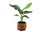 Potted plant with large green leaves in a wooden pot.