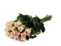 Bouquet of light pink roses with green leaves on a black background.