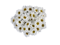 Bouquet of white daisies with yellow centers on a black background