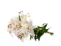 A bouquet of white lilies with green leaves, tied together, on a black background.