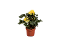 Begonia plant with yellow flowers in a brown pot.