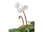 White cyclamen with an open flower and a closed bud against a black background.