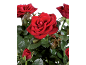 Vibrant red roses with lush green leaves against a black background.