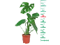 Monstera plant in a pot with a measuring scale from 10 to 75 cm.