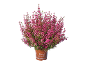 Erica gracilis plant in a pot with pink flowers, on a black background.