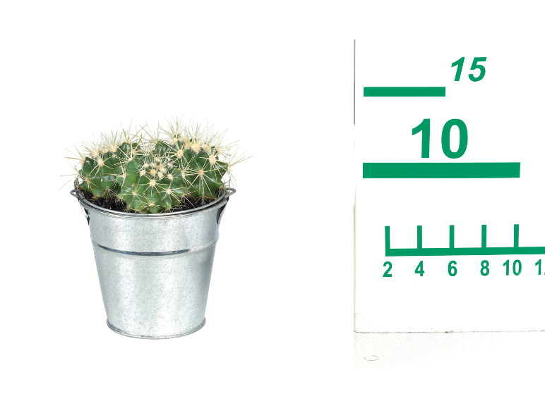 Cactus in a metal pot with a measuring ruler next to it.