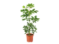 Green houseplant in a brown pot