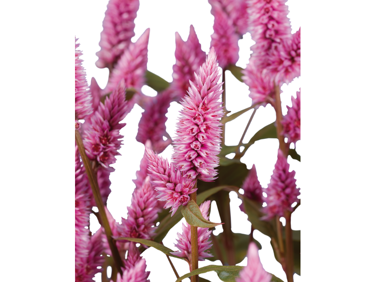 Close-up of vibrant pink celosia flowers with green leaves.