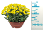 Yellow chrysanthemum in a brown pot with a measuring scale