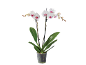 White orchid with pink centers in a clear pot