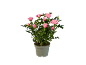 Pink rose bush in a grey pot against a black background.