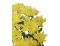 Vibrant yellow chrysanthemum bouquet against a black background.