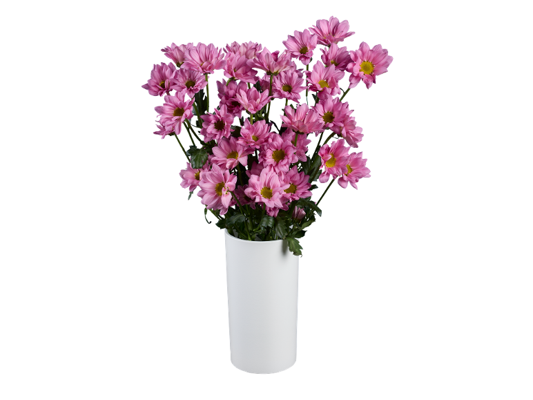 Bouquet of pink daisies in a white vase on a black background.