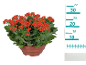 Kalanchoe plant with red flowers in a brown pot, with a measuring scale from 10 to 35 cm.