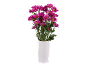 Bouquet of fuchsia daisies in a white vase.