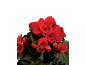 Close-up of vibrant red begonia flowers with dark green leaves against a black background.