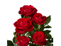 Vibrant red roses with green leaves against a black background.