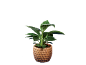 Potted plant with green leaves in a brown, textured pot.