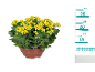 Yellow kalanchoe plant in a brown pot with a measuring scale on the side.