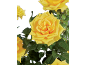 Close-up of vibrant yellow roses with green leaves.